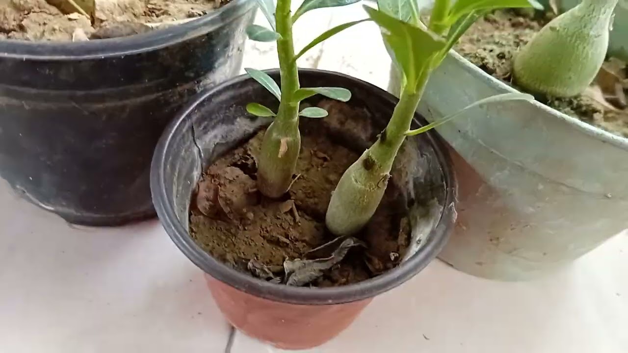 Flores del desierto, mis primeras semillas que brotaron, ya una a pocos días de abrir su 🌹 