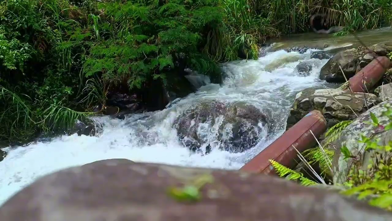 Hidden Jungle Stream with Rushing Water Sounds | Relaxing Nature Ambience