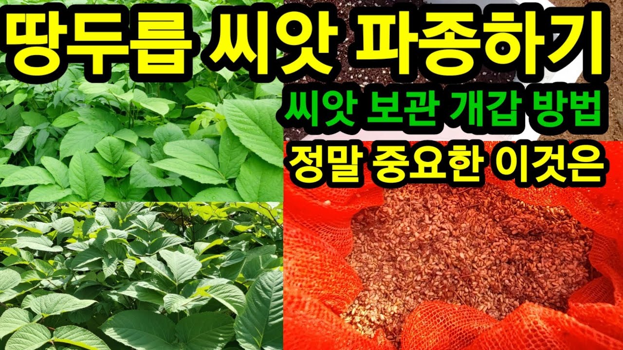 땅두릅 씨앗 파종 하는법 씨앗파종시 정말 중요한 것은 ~?