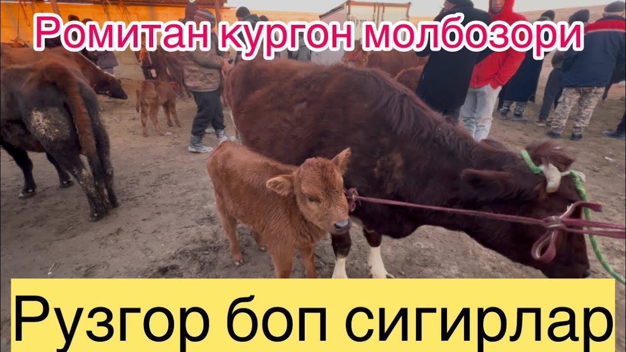 РОМИТАН КУРГОН МОЛБОЗОРИ ОНАБОЛА СИГИРЛАР КАТОРИДАН 