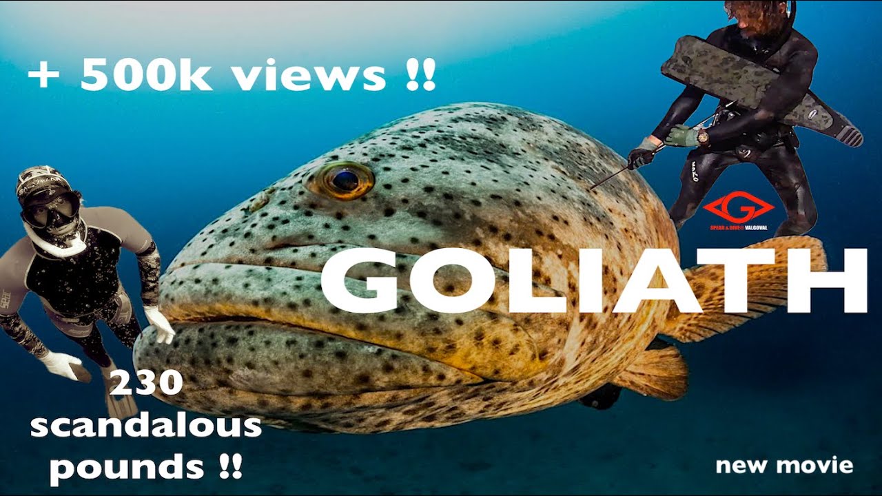 GUASA GOLIATH GROUPER !! 230lbs.!!!