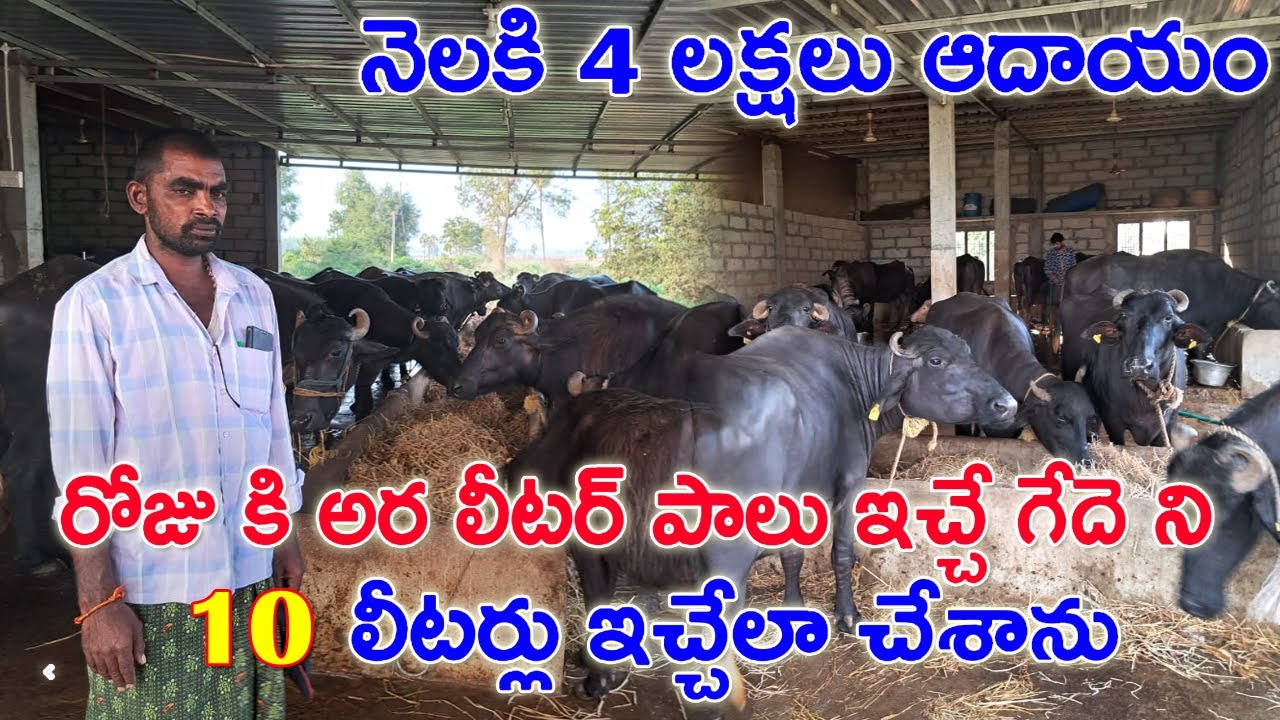 నెల కి 4 లక్షల ఆదాయం | అర లీటరు పాలు ఇచ్చే గేదె ని 10 లీటర్లు ఇచ్చేలా చేశా!Successful dairy Farmer |