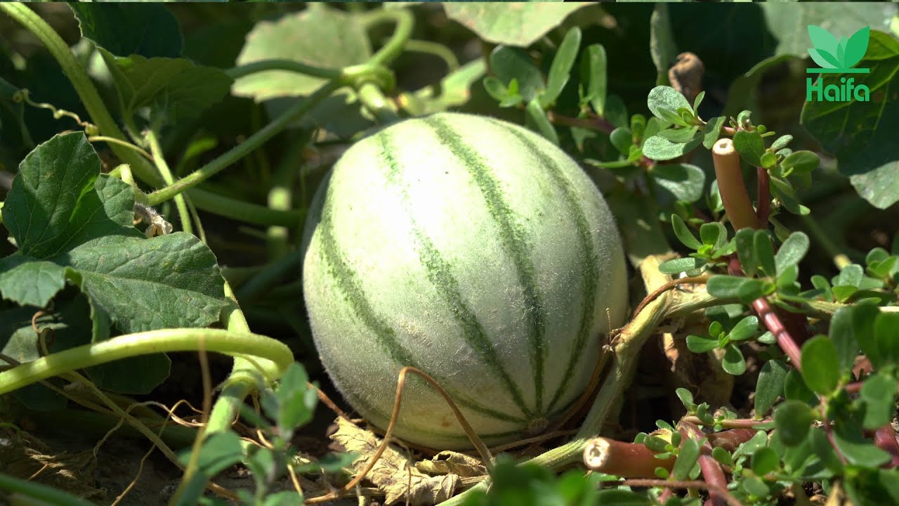 Resa e qualità dal melone: questione di nutrizione