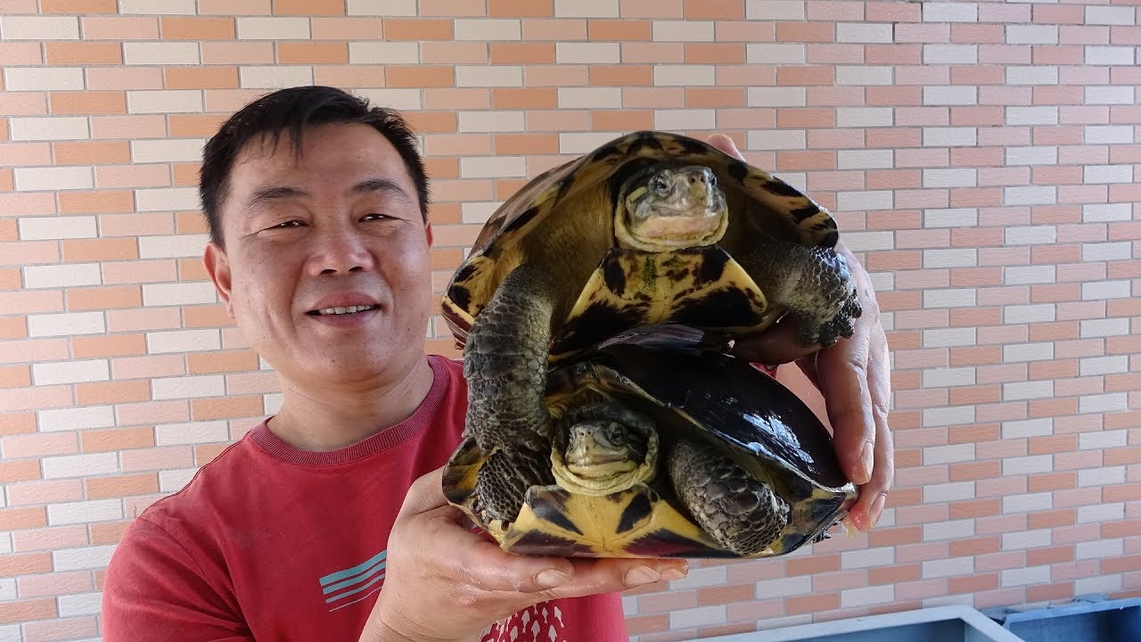 【老林赶野】老林赶野乌龟从冬眠中醒来，老林把龟池清理了一翻，然后给乌龟喂食