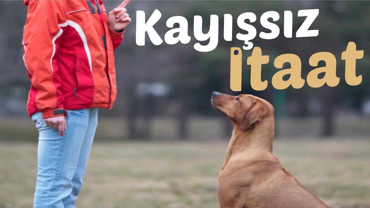 Köpeklerde Kayışsız İtaat