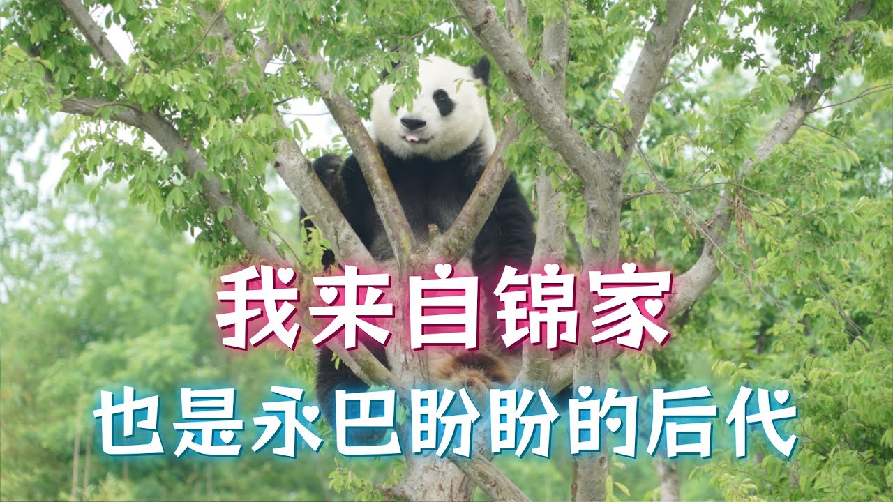 震生：我来自锦家，宽宽女侠的家族故事，盼盼永巴家族的一支，外婆曾出访日本、雌雄难辨