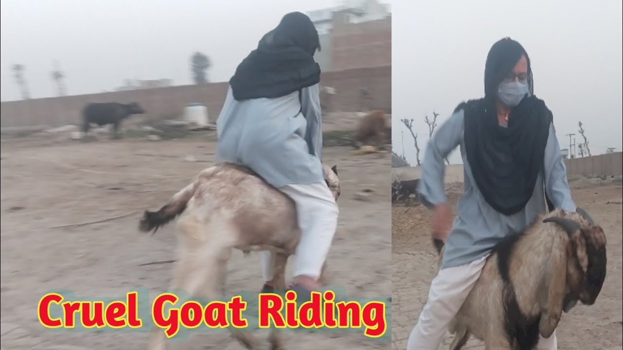 Cruel Goat Riding ll Viral Video ll Rj imranaofficial