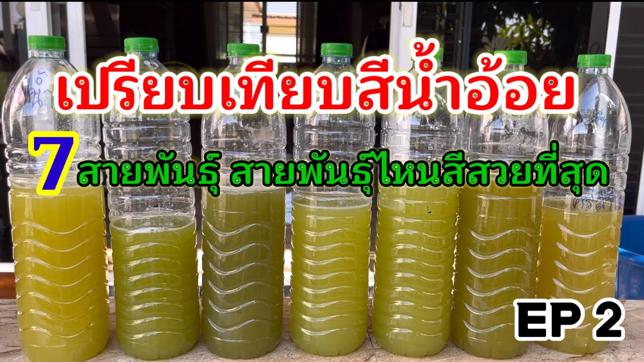 เปรียบเทียบสีน้ำอ้อย 7 สายพันธุ์ สายพันธุ์ไหนสวยที่สุด ดูจบตัดสินใจปลูกได้เลย EP 2 |ไร่เติมสุข