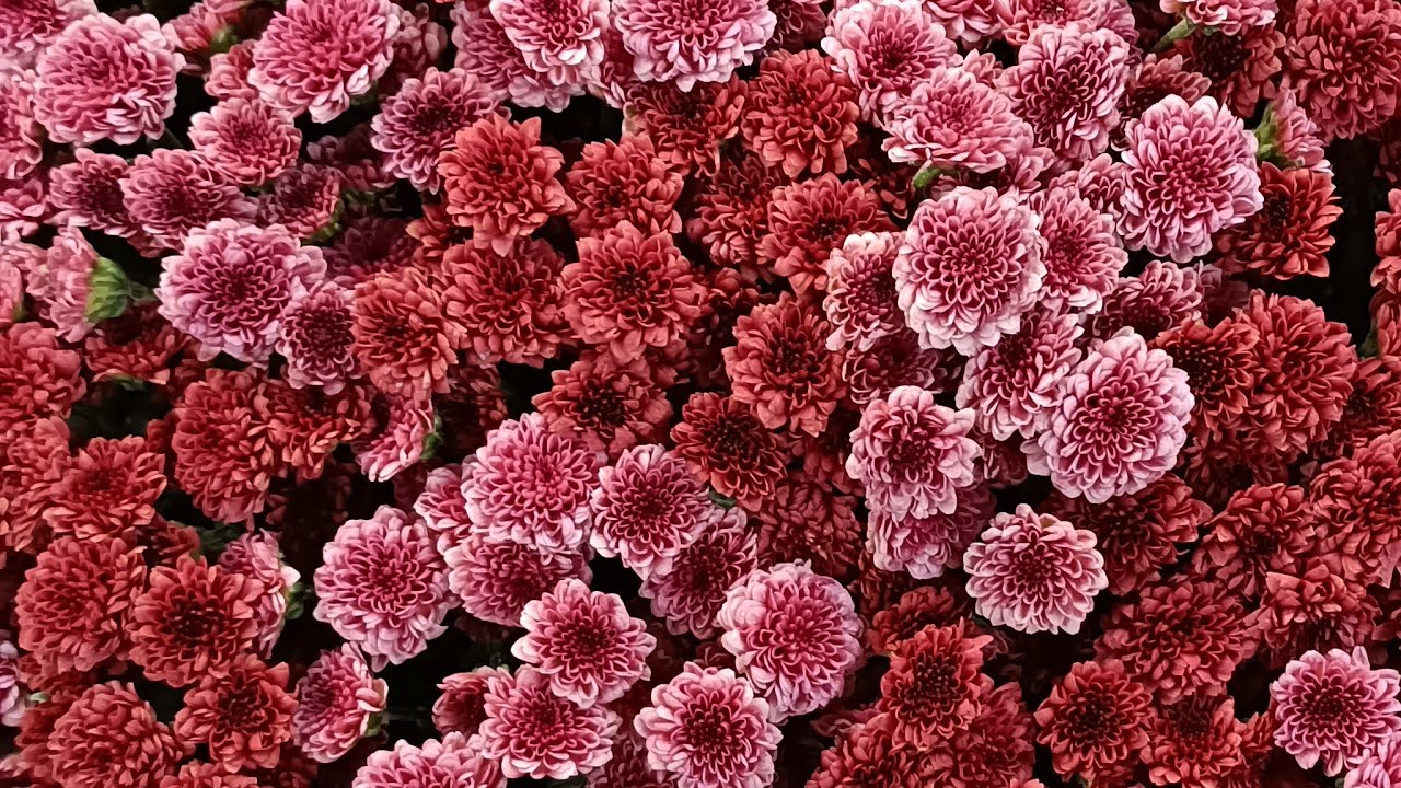 Tagir  Flowers 🌸 в прямом эфире!