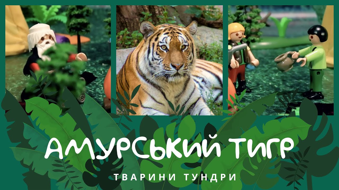 Амурський тигр. Тварини Тундри | КоМарко