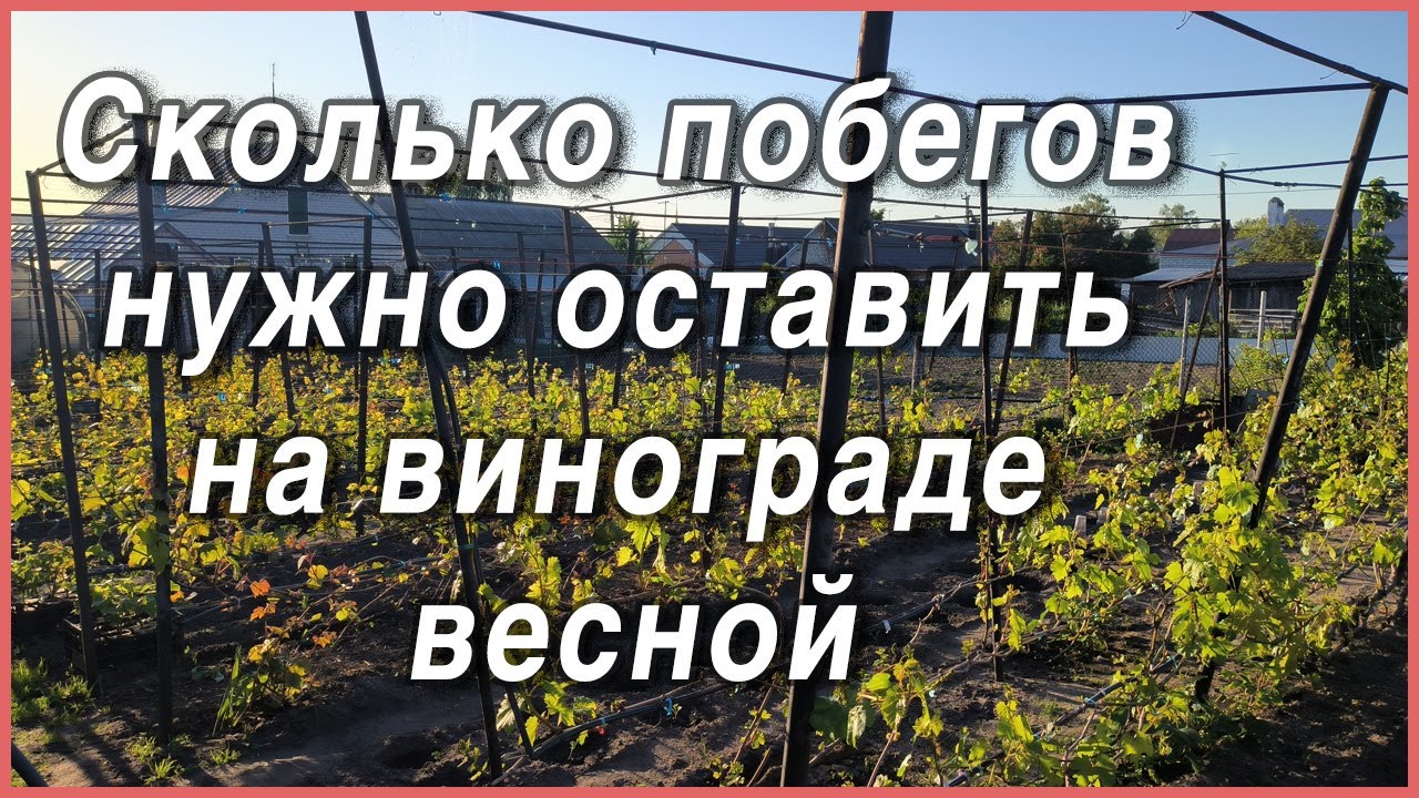 Сколько зеленых побегов на винограде, нужно оставить весной, чтобы быть с УРОЖАЕМ!