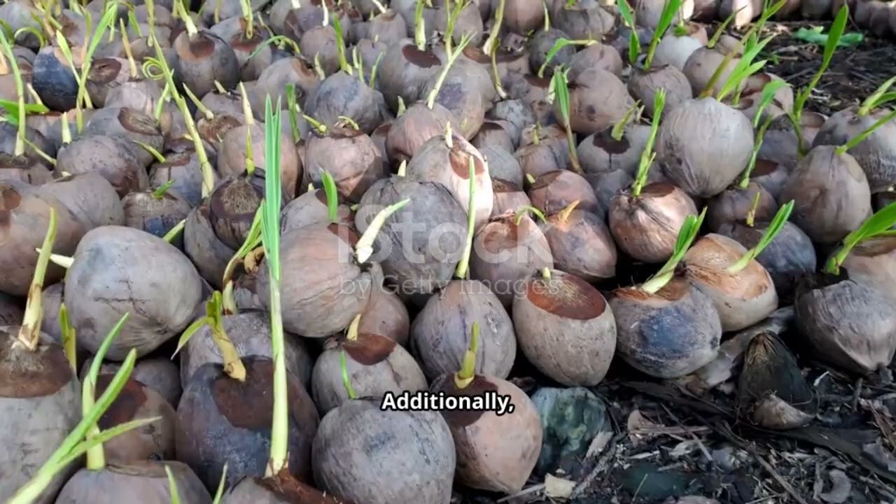 How CDB&rsquo;s New Schemes Will Change Coconut Farming Forever