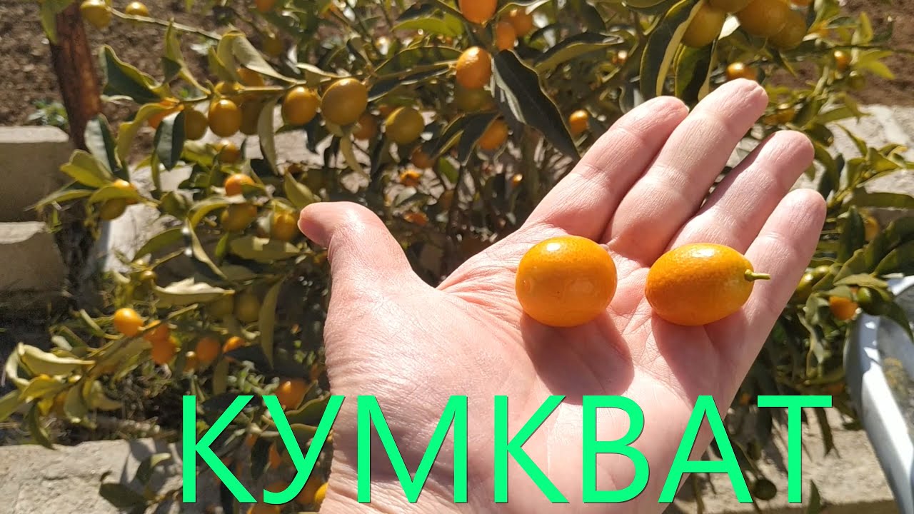КУМКВАТ - как он растет, хотите посмотреть?-