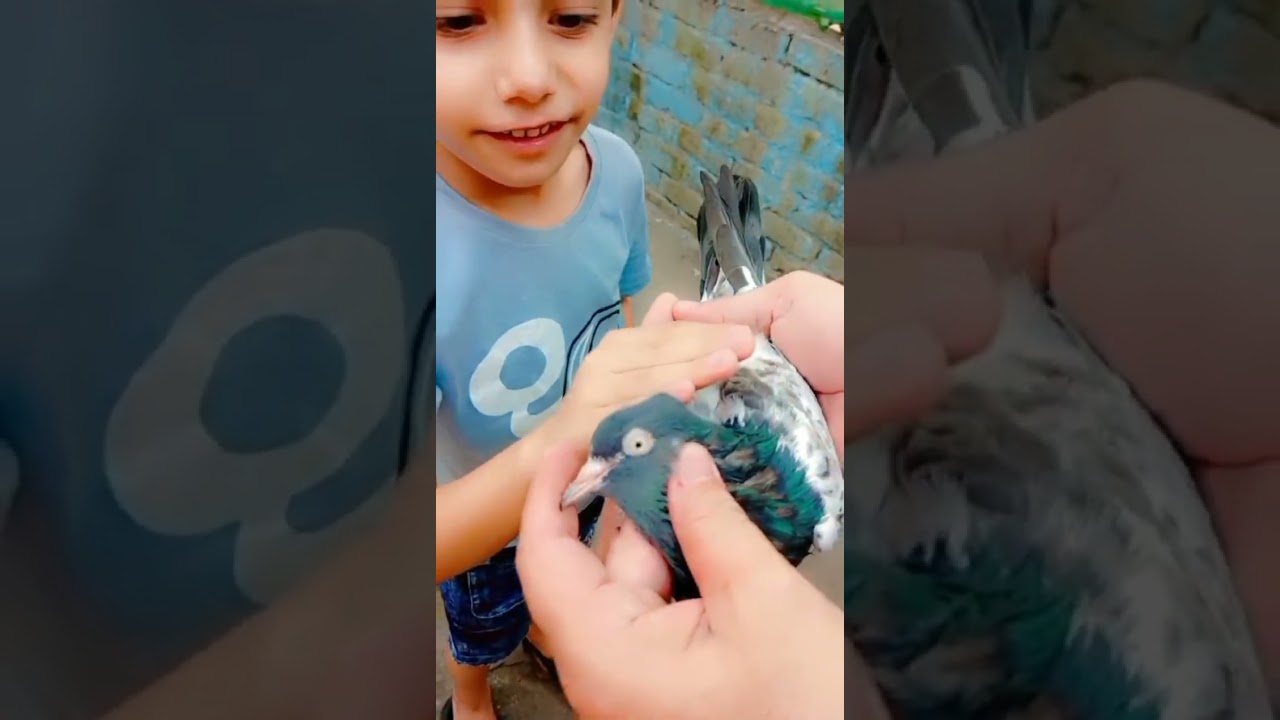 Mini Vlog at Pigeons 🕊️🌼|Royal Teddy🦃|#youtubeshorts #youtubevideo #minivlog