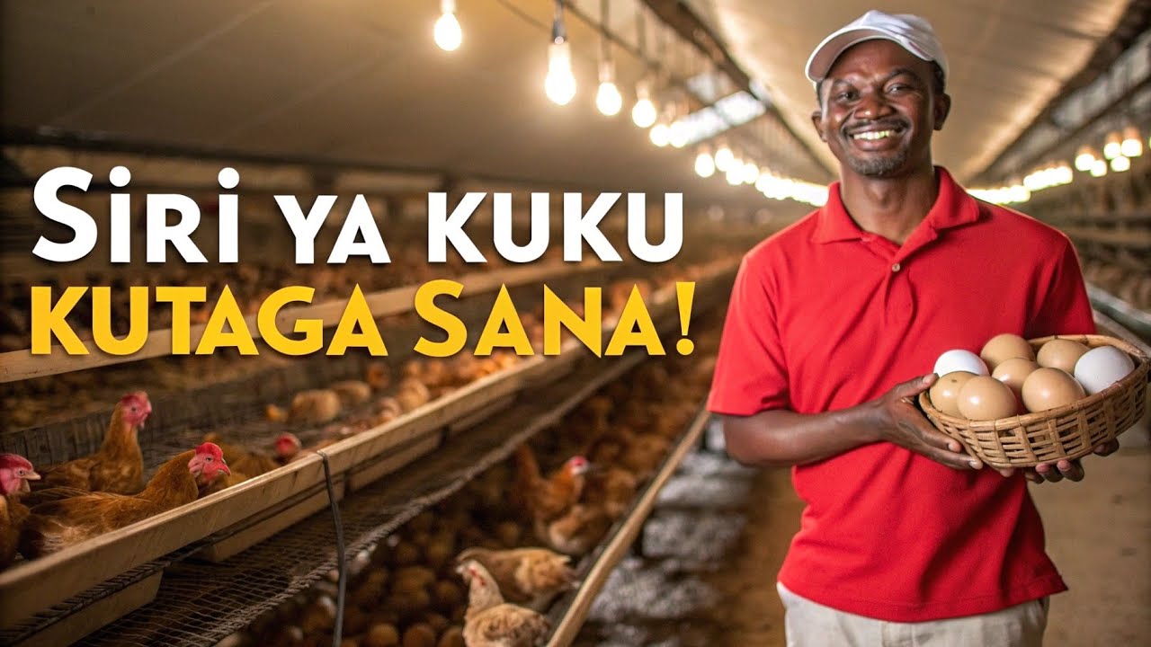 Jinsi Ya Kufanya  Kuku WATAGE  mayai Mengi SANA