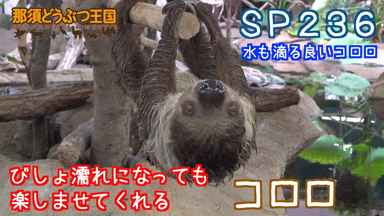 ＳＰ２３６　びしょ濡れになっても楽しませてくれるナマケモノ（コロロ）