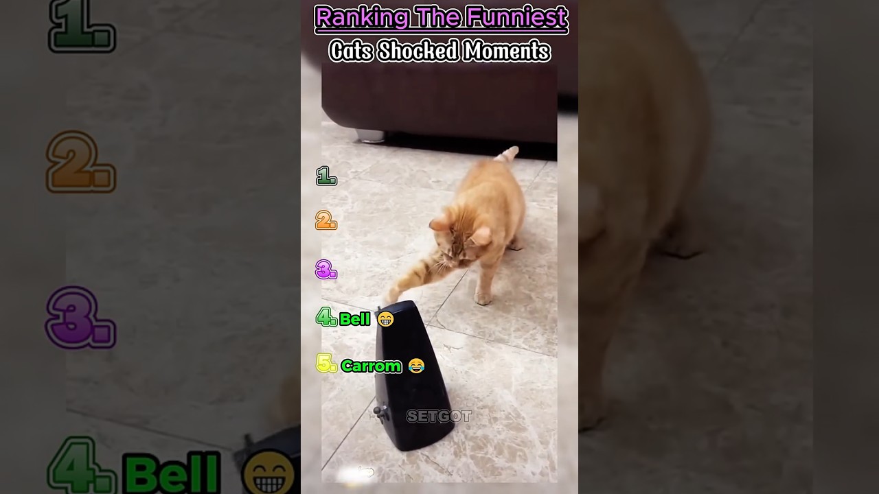 Cats Shocked Moments Ranking Funniest Videos 🤣😮 #shorts