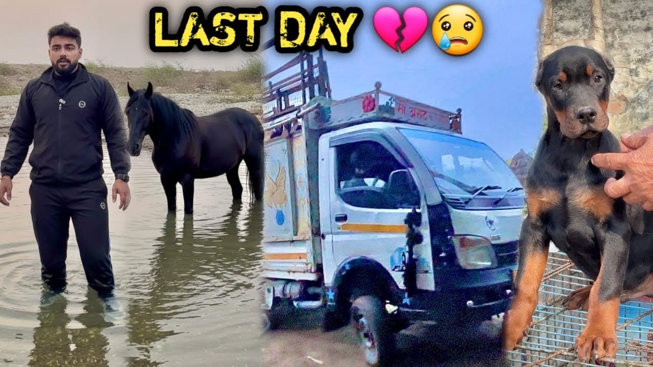 सत्यानाश🥺Ye Kya Hogya Farm Shift Karne Se Pehle 💔Good Bye !