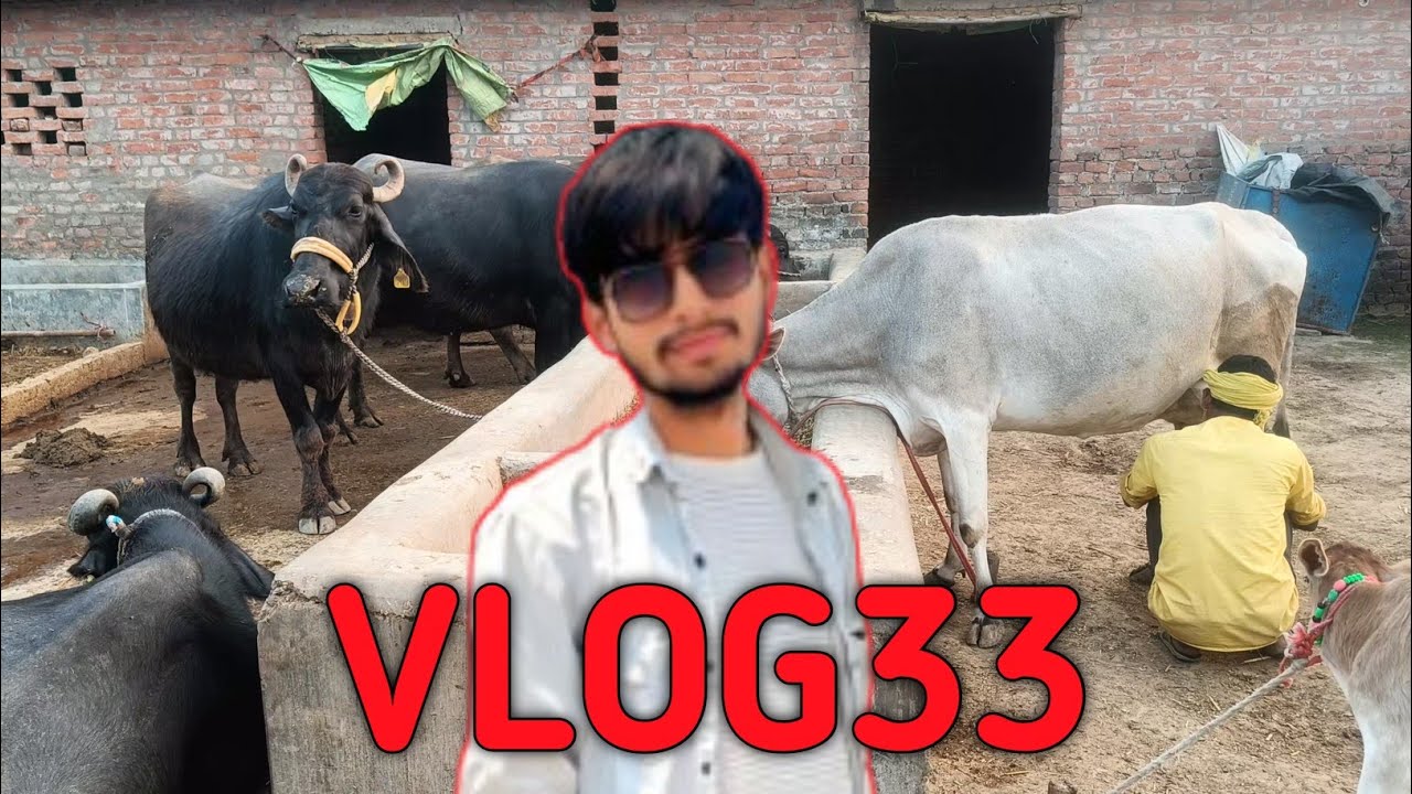 5 साल में 100 पशुपाल भैंस चैलेंज |VLOG33 || #myfirstvlog #dairyfarm #farming @MoonDairyFarm-g3q