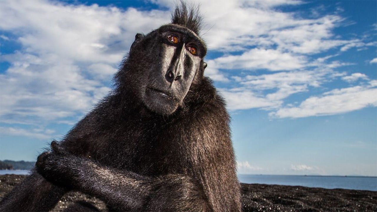 monkey see, monkey do not poo.