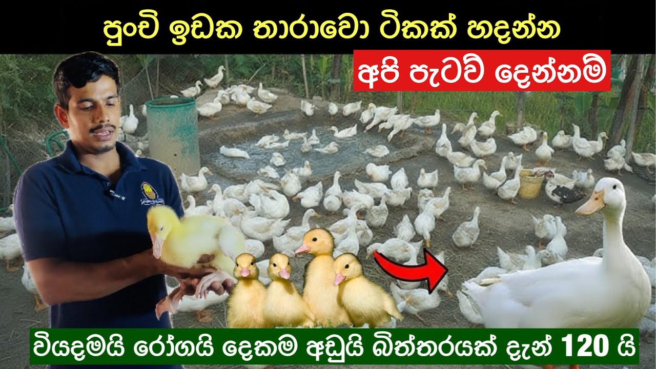 බය නැතුව හරියට පටන් ගන්න මම පැටව් දෙන්නම් 🐣| රෝග නිසා විනාශ වෙච්ච ඌරු ගොවිපල් වලට මේක හොඳ විසඳුමක්🪿🦆