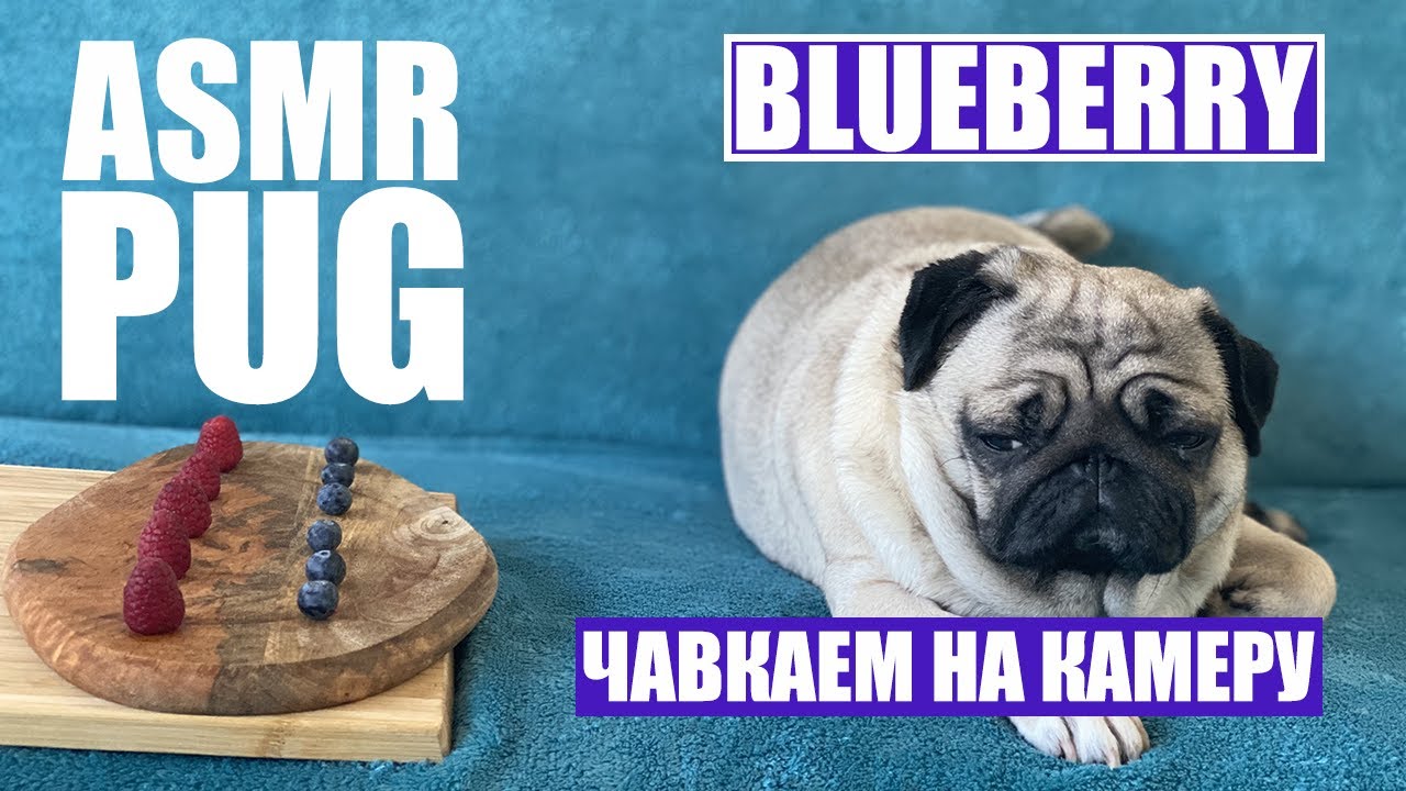 МОНА МОПС - ASMR PUG, АСМР МОПСА, мопс кушает, чавканье мопса.