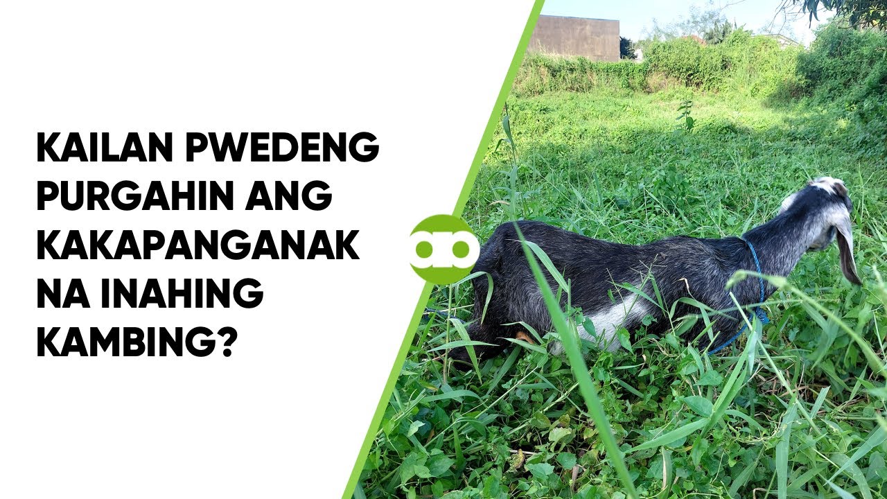 Kailan Pwedeng Purgahin ang Kakapanganak na Inahing Kambing?