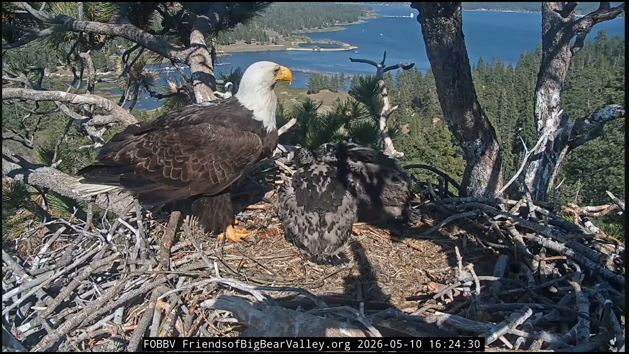 FOBBV Sandy & Luna Self Feed For A Long Time. Jackie Has Nice Break On Mother's Day ❤️❤️❤️