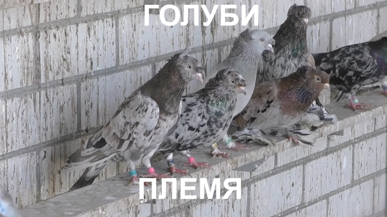 Голуби Сергея работа по селекции.Sergey Pigeons selection work.