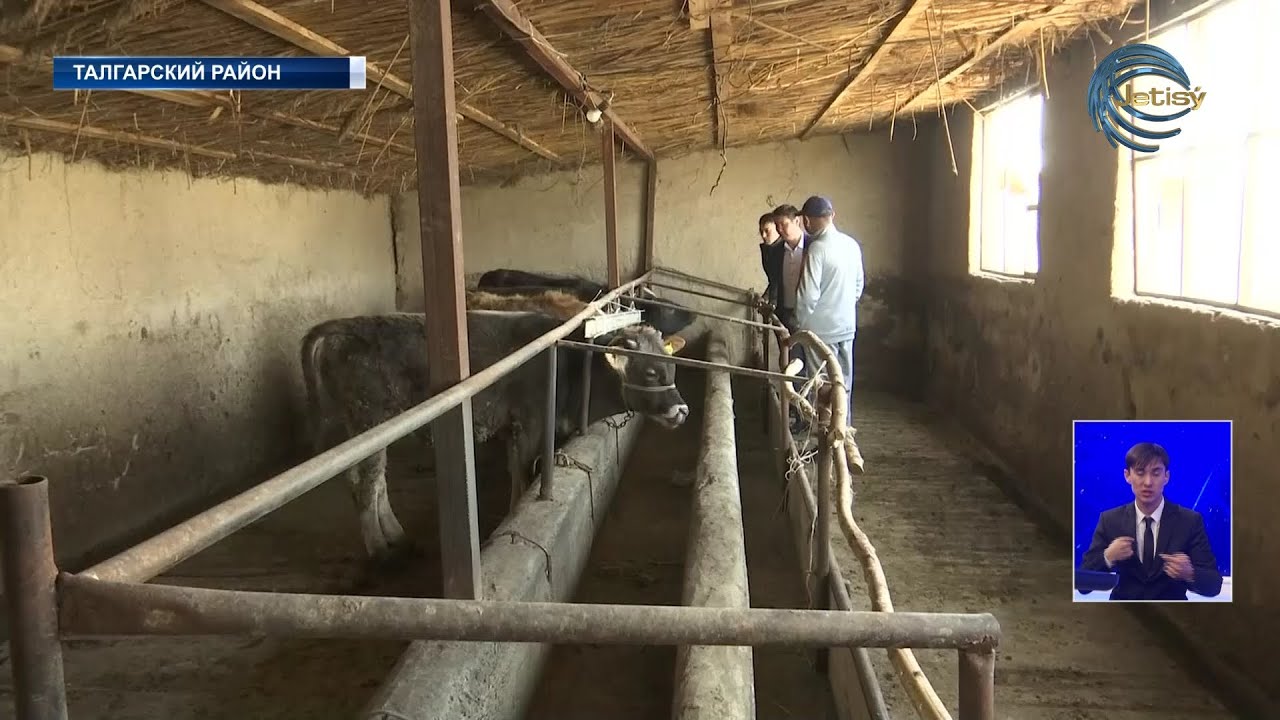 Кража скота во время Рамадана