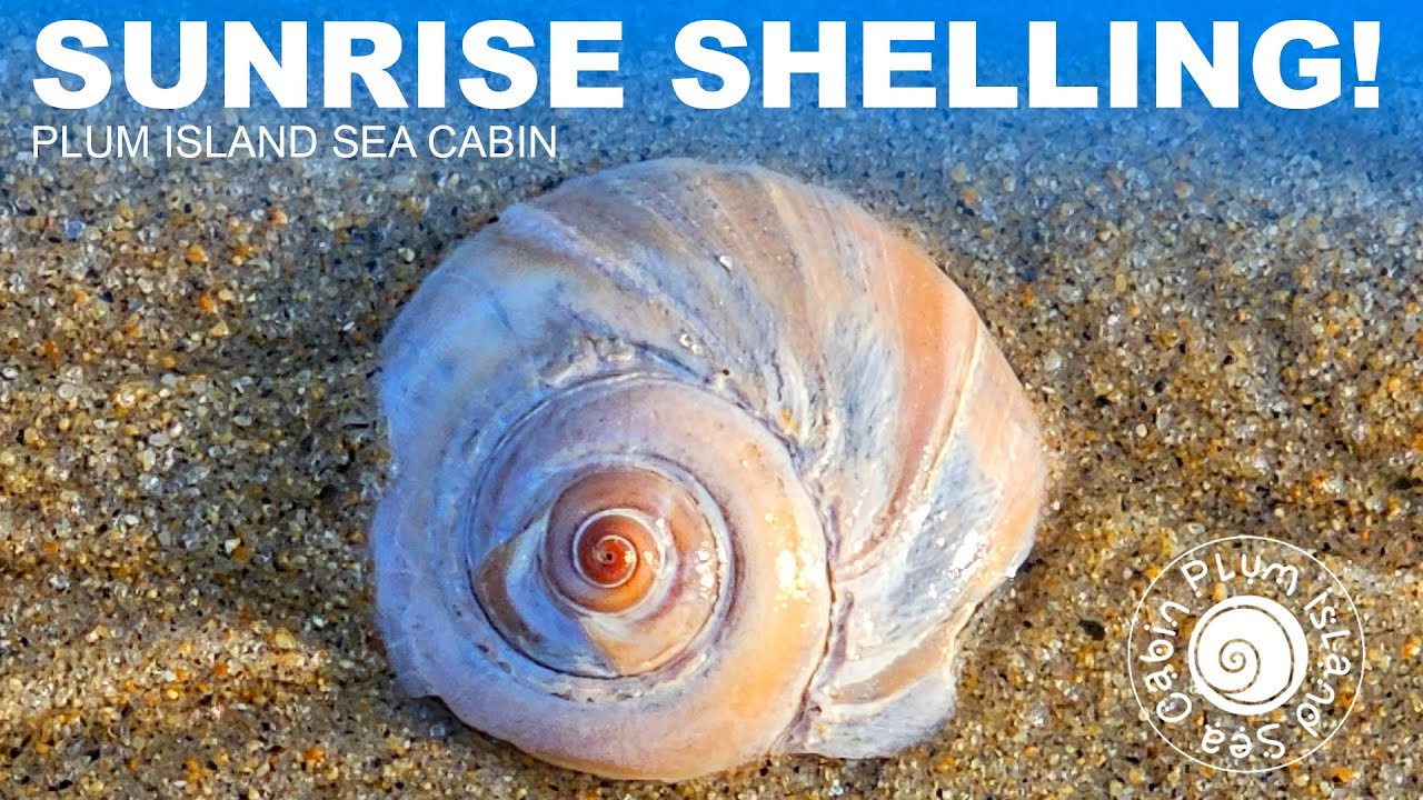 Amazing Finds | Sunrise Shelling on Plum Island | New England Virtual Shelling | @PlumIslandSeaCabin