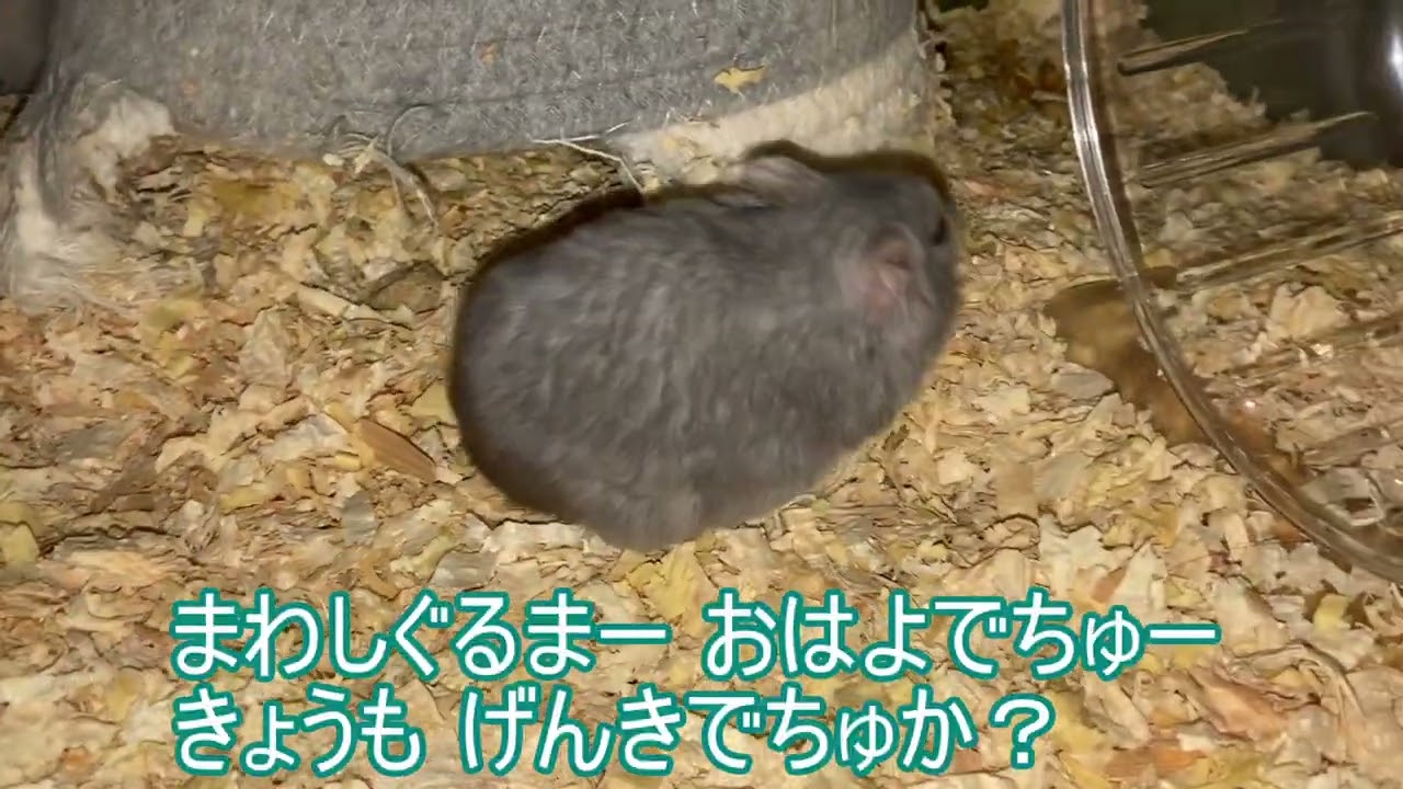 【ハムスター】おうちから 出て来る ごまめちゃん～ジャンガリアンハムスター～