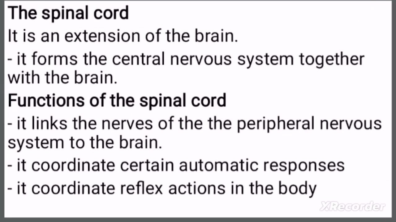 Functions of some parts of the nervous system |MSCE Biology book 4