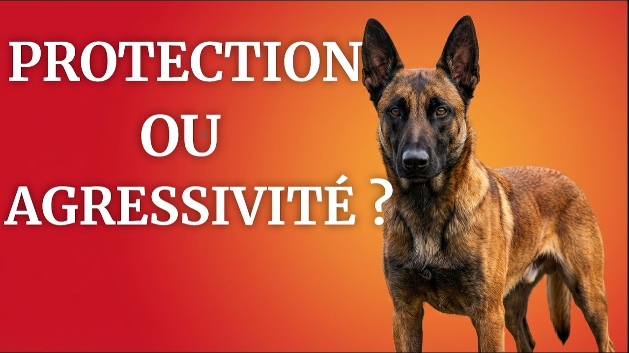 MALINOIS : Quand la Protection Devient AGRESSIVITÉ Les Signaux à Reconnaître Absolument 🔴⚠️