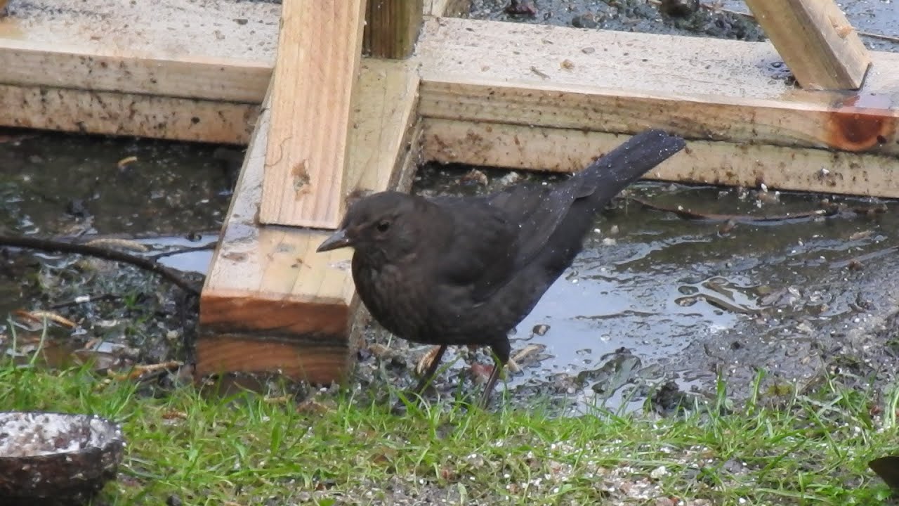 Wild Birds on a Rainy Day. Feed the birds UK 06 02 26