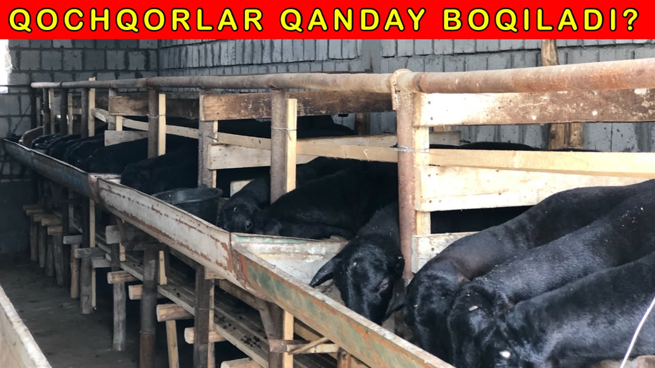 6-ta qoy 30-ta boldi QOY BOQISH SIRLARI OCHILDI ☎️ +998 99-979-32-00
