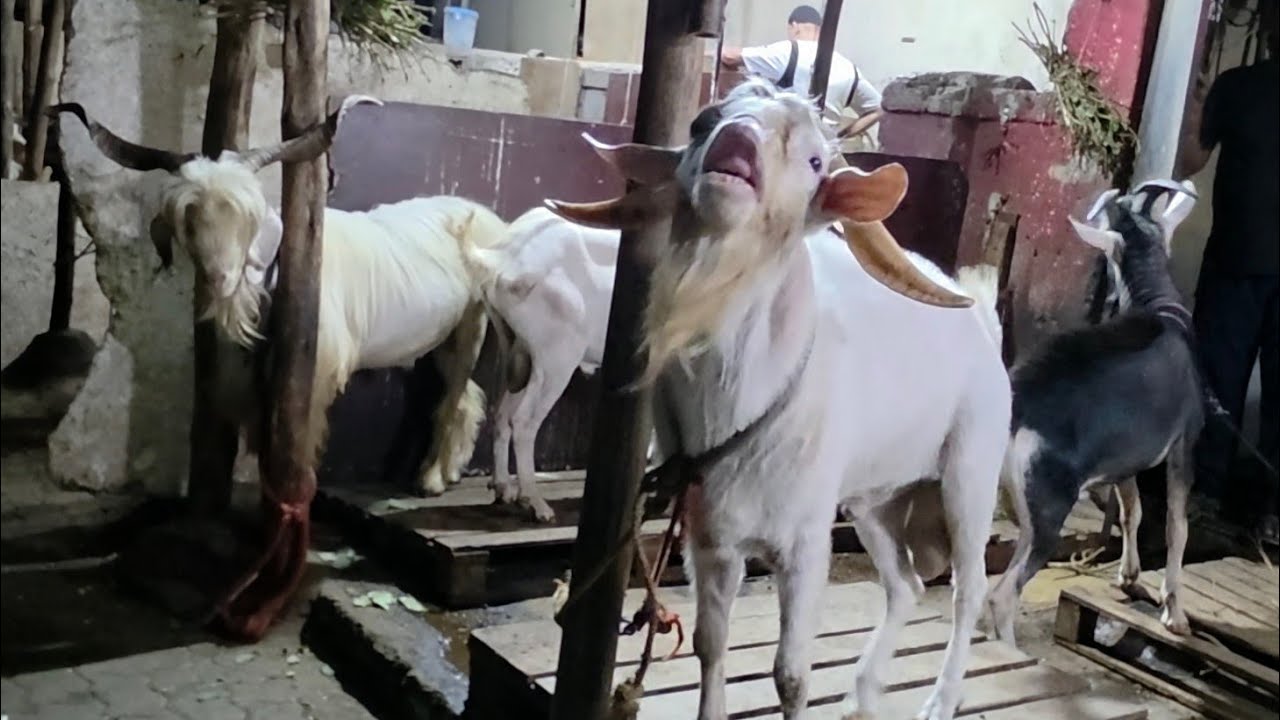 Gani Bhai GK Goat Farm Ka Sanean IMP Bakro Ka Collection Nagpada Mumbai GK Goat Farm Boer King.