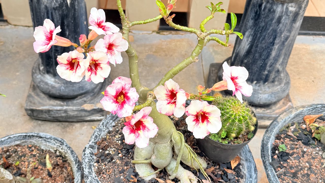 PASSEIO completo pelas ROSAS do DESERTO  + NOTÍCIA TRISTE 😢 + atualizações 🌺 #house #flores #10k 