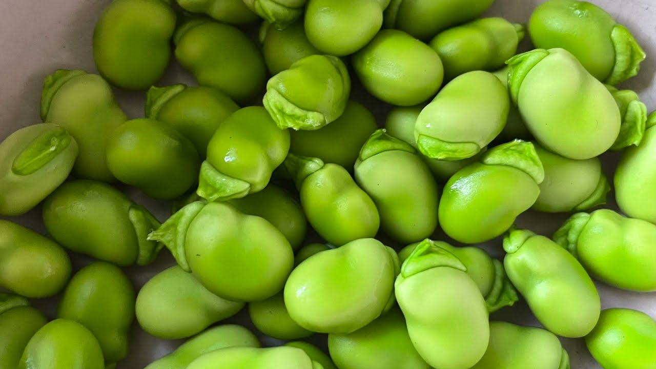 【种】蚕豆|湾区小院｜后院种菜
