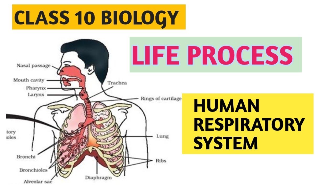 Respiration in human/ human respiratory system/life Process (part-5)