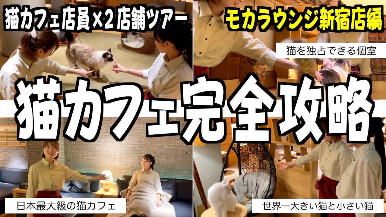 【下見用】猫カフェ店員が猫カフェの楽しみ方教えます！新宿店編
