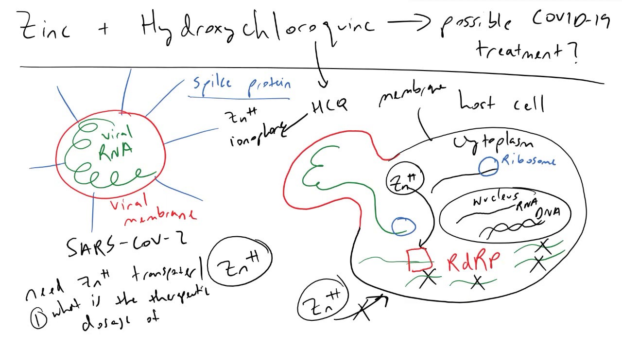 How Zinc and Hydroxychloroquine could be a COVID 19 Treatment