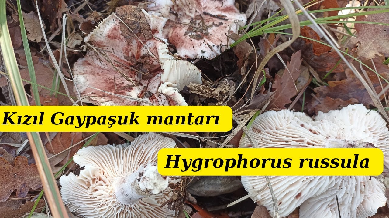 Kızıl Gaypaşuk mantarı, Pinkmottle woodwax, False russula, Hygrophorus russula.