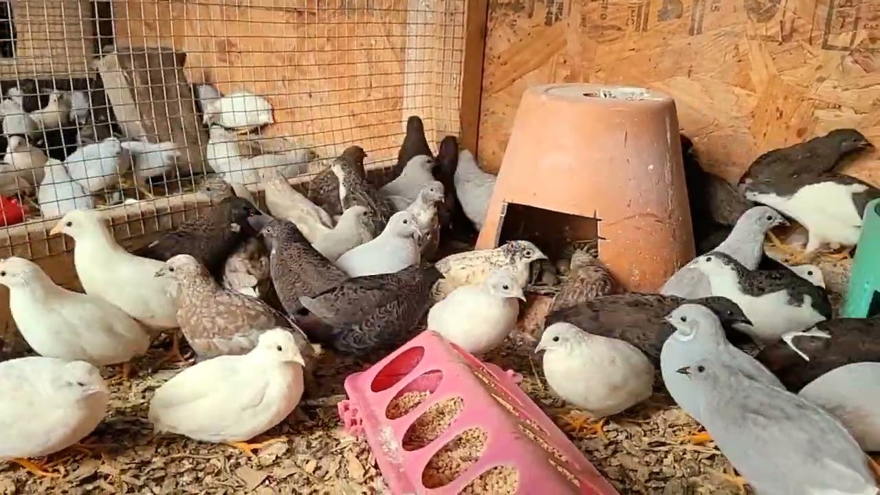 REPRODUCCIÓN DE BUTTON QUAIL o CODORNIZ CHINA