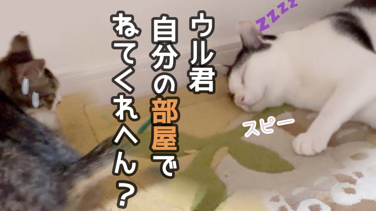 ウルンが部屋から出ないので、最後にみんなで遊ぼう！の巻