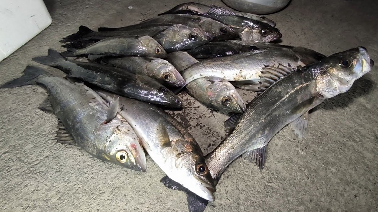 2025年2月28日涸沼川でセイゴ爆釣？