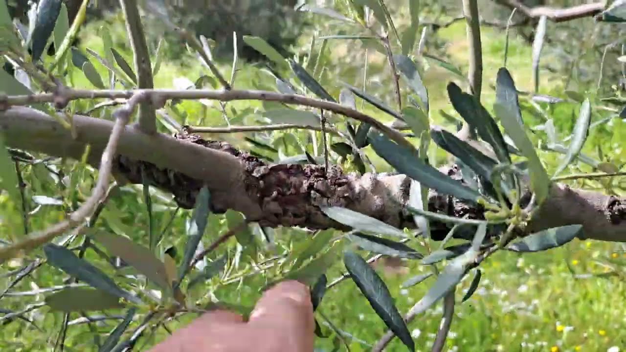 Δύο χρόνια μετά| Καρκίνος της ελιάς| Αντιμετώπιση χωρίς χαλκό