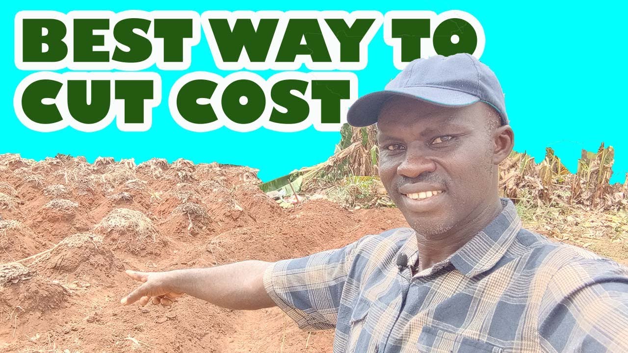 How to Cut Yam Production Costs | Part 1