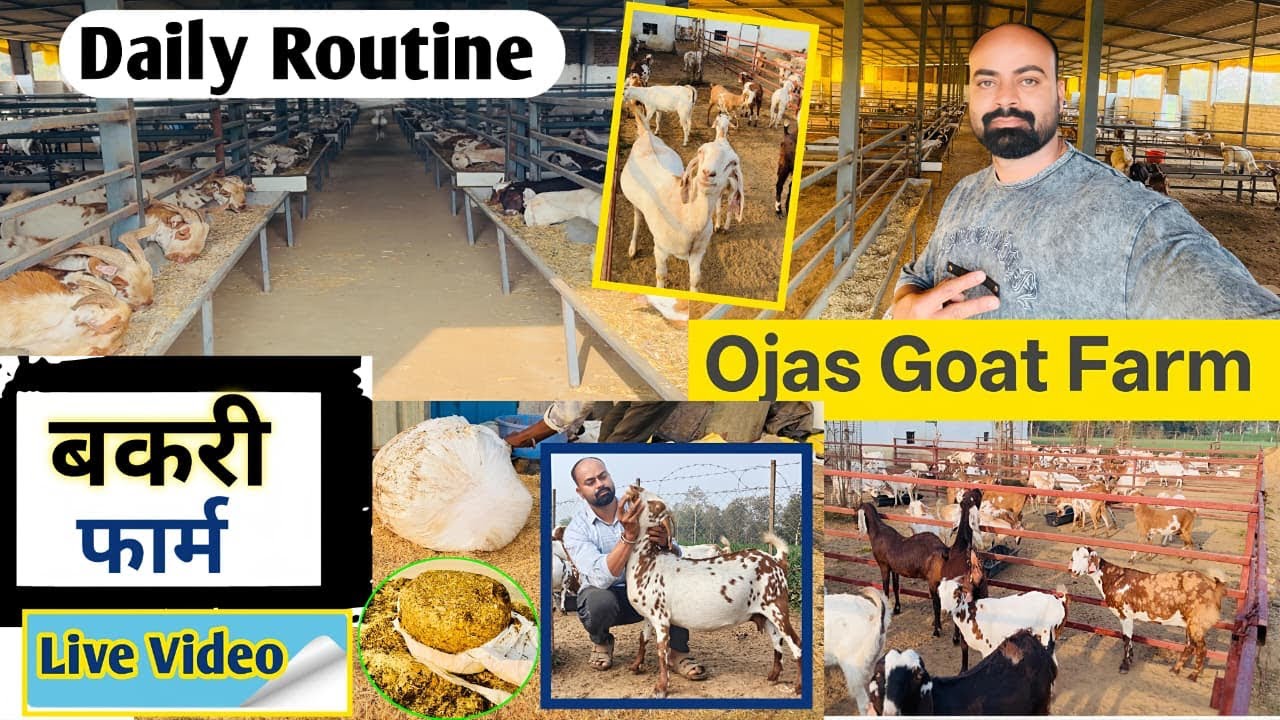 Goat Farm Reality 🐐 Subha Ka Kaam ❤️ Ojas Goat Farm Morning Routine | Daily Challenge 