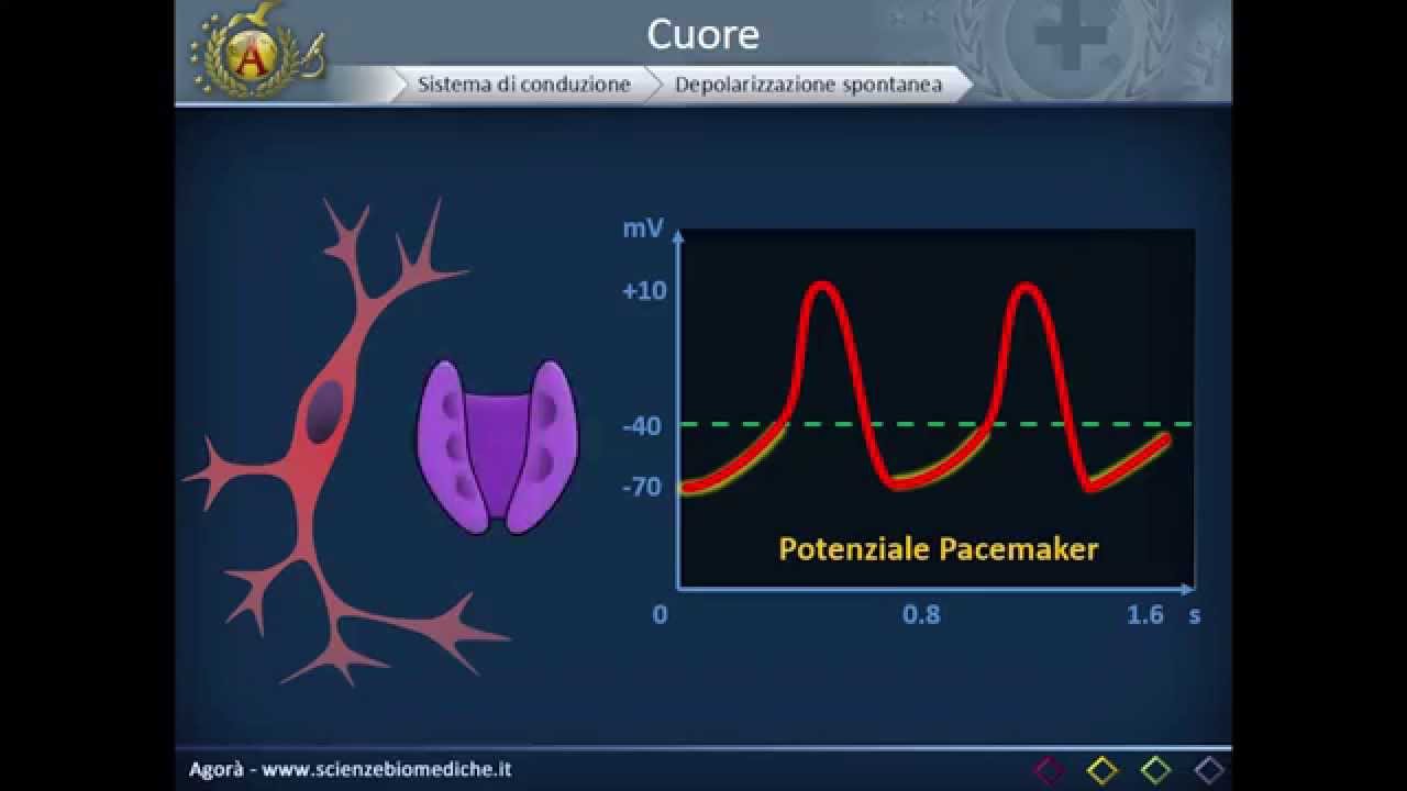 Apparato cardiocircolatorio 04: Sistema di conduzione del cuore